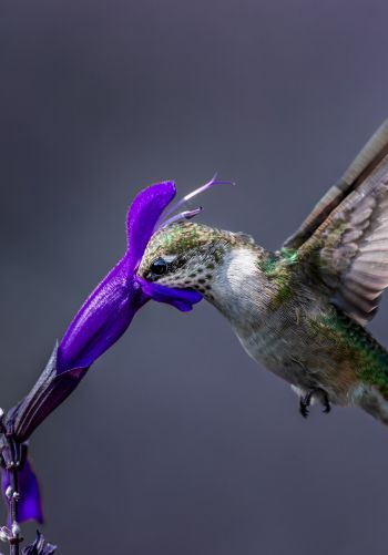 bird, hummingbirds Wallpaper 1668x2388