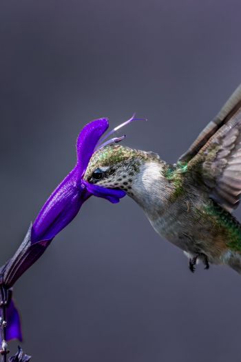 bird, hummingbirds Wallpaper 640x960