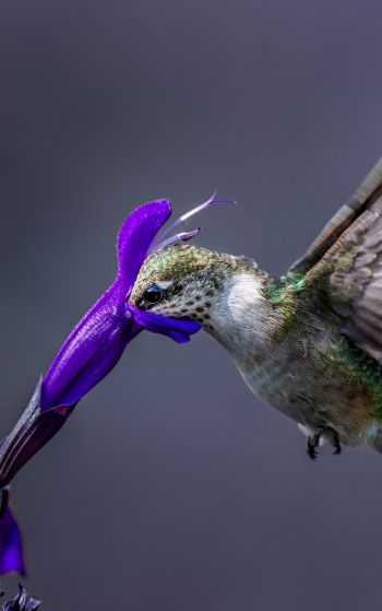 bird, hummingbirds Wallpaper 1752x2800