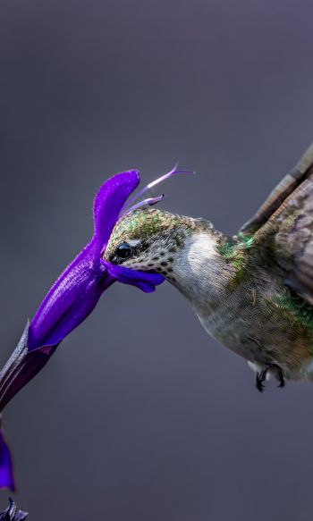 bird, hummingbirds Wallpaper 1200x2000