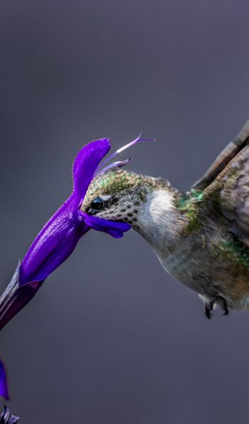 bird, hummingbirds Wallpaper 600x1024