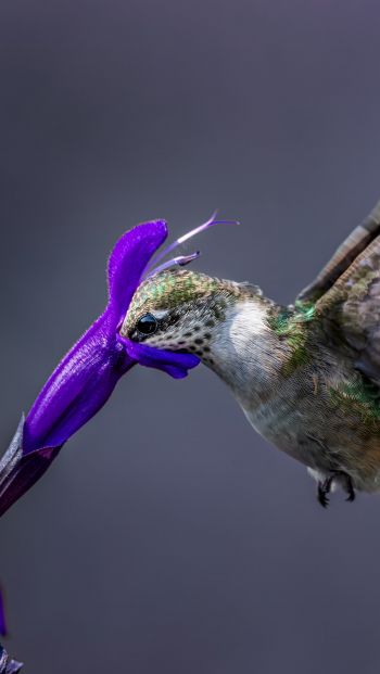 bird, hummingbirds Wallpaper 640x1136