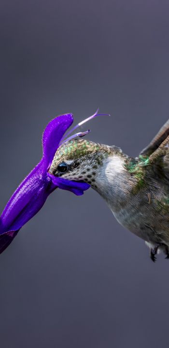 bird, hummingbirds Wallpaper 1080x2220