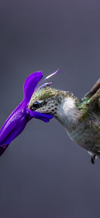 bird, hummingbirds Wallpaper 1080x2340