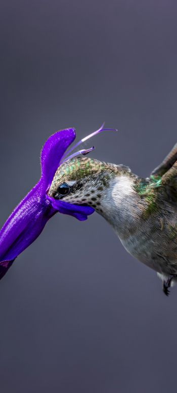bird, hummingbirds Wallpaper 1440x3200