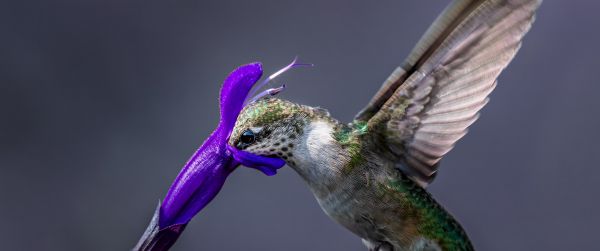 bird, hummingbirds Wallpaper 3440x1440