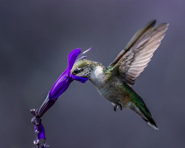 bird, hummingbirds Wallpaper 1280x1024