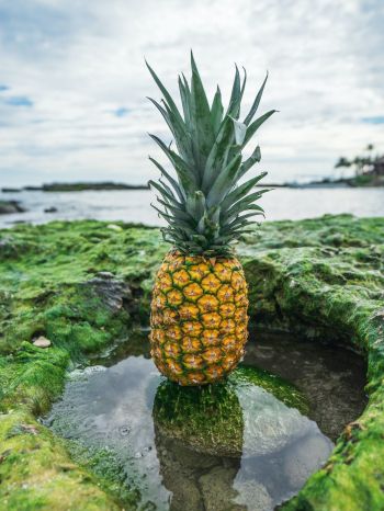 pineapple, fruit Wallpaper 1668x2224