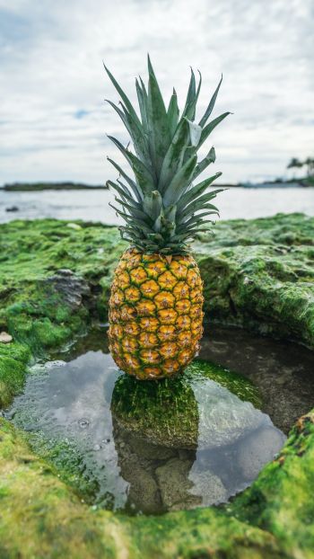 pineapple, fruit Wallpaper 1440x2560