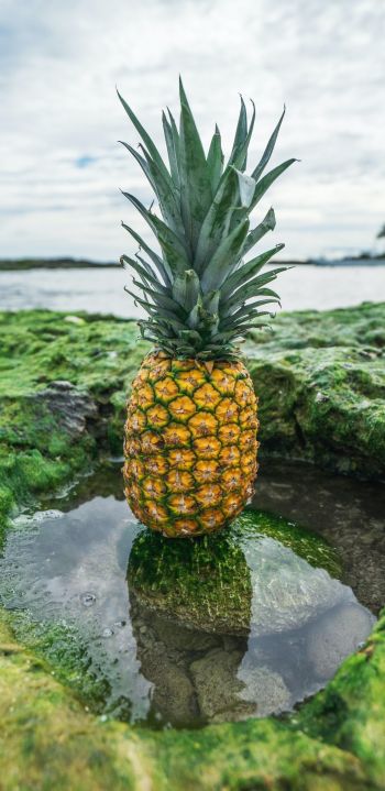 pineapple, fruit Wallpaper 1080x2220