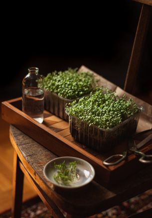 micro greens Wallpaper 1668x2388