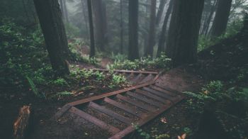 forest, path Wallpaper 1366x768