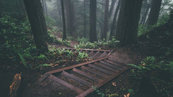 forest, path Wallpaper 2560x1440