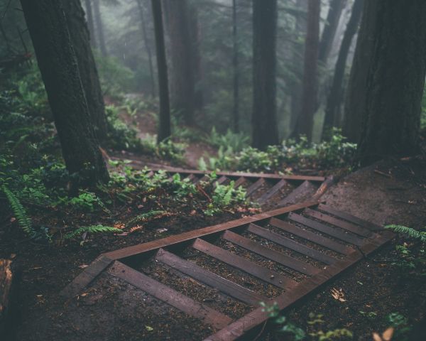 forest, path Wallpaper 1280x1024