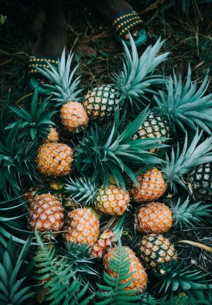 pineapple, fruit Wallpaper 1640x2360