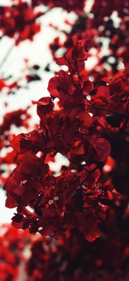 red wallpaper Wallpaper 1080x2340