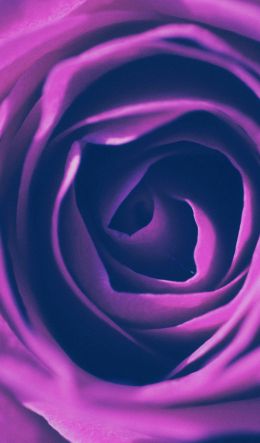rose, lilac rose, lilac Wallpaper 600x1024