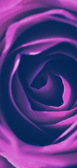 rose, lilac rose, lilac Wallpaper 1284x2778