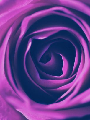 rose, lilac rose, lilac Wallpaper 1668x2224