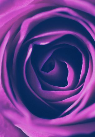rose, lilac rose, lilac Wallpaper 1640x2360