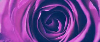 rose, lilac rose, lilac Wallpaper 2560x1080