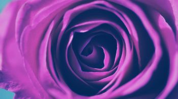 rose, lilac rose, lilac Wallpaper 2560x1440
