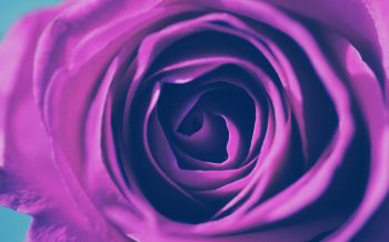 rose, lilac rose, lilac Wallpaper 1920x1200
