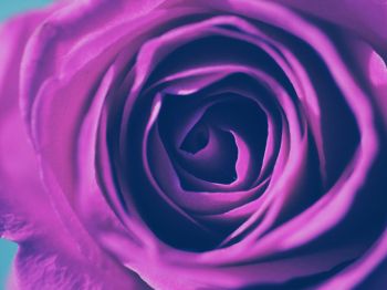 rose, lilac rose, lilac Wallpaper 800x600