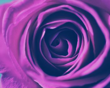 rose, lilac rose, lilac Wallpaper 1280x1024