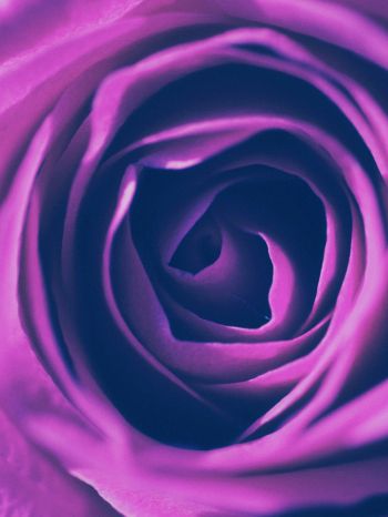 rose, lilac rose, lilac Wallpaper 2048x2732