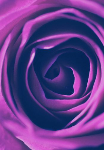 rose, lilac rose, lilac Wallpaper 1668x2388