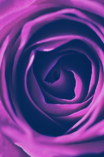 rose, lilac rose, lilac Wallpaper 640x960