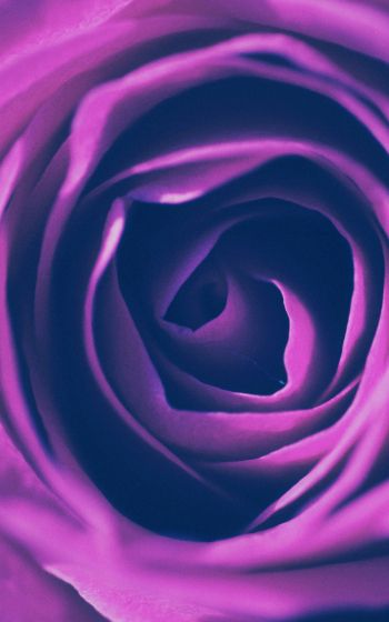 rose, lilac rose, lilac Wallpaper 1600x2560