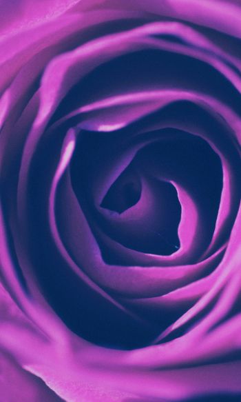 rose, lilac rose, lilac Wallpaper 1200x2000