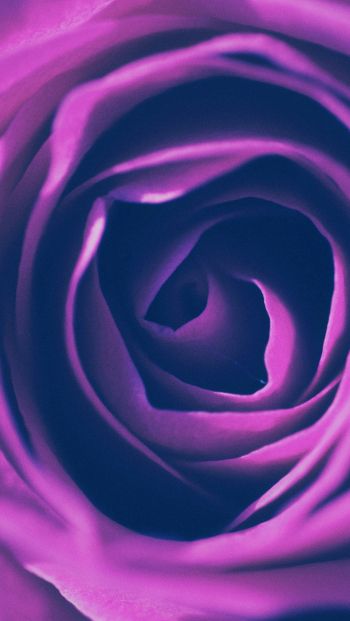 rose, lilac rose, lilac Wallpaper 640x1136
