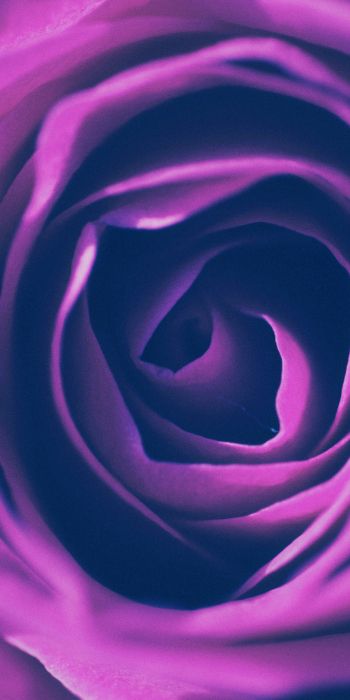 rose, lilac rose, lilac Wallpaper 720x1440