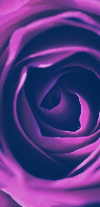 rose, lilac rose, lilac Wallpaper 1080x2220