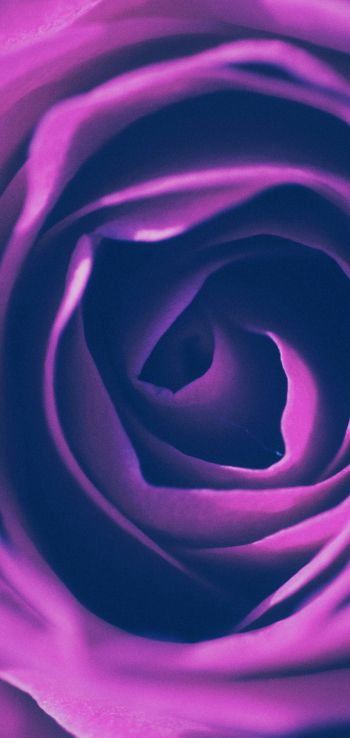 rose, lilac rose, lilac Wallpaper 720x1520