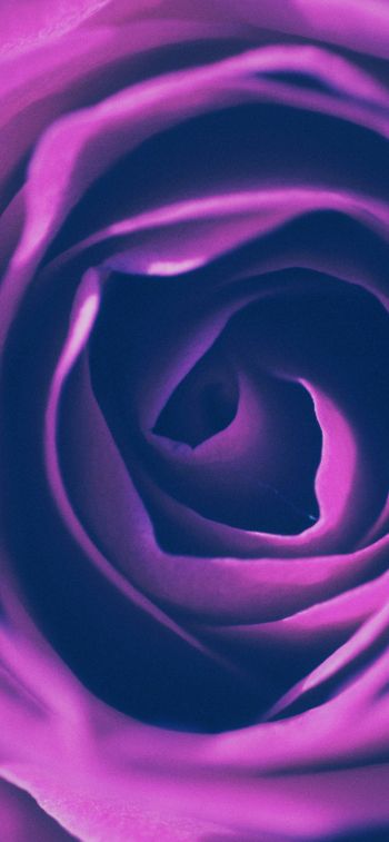 rose, lilac rose, lilac Wallpaper 1242x2688