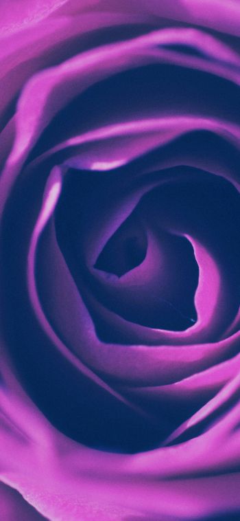 rose, lilac rose, lilac Wallpaper 1080x2340