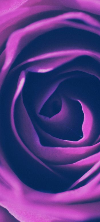 rose, lilac rose, lilac Wallpaper 1080x2400