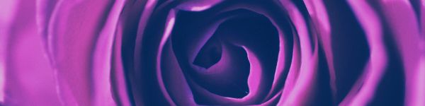 rose, lilac rose, lilac Wallpaper 1590x400