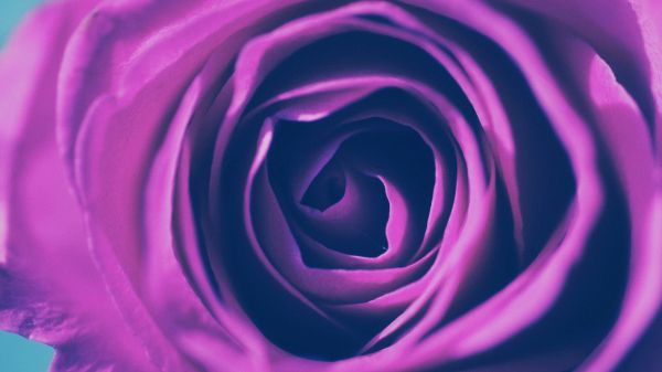 rose, lilac rose, lilac Wallpaper 1920x1080