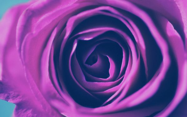 rose, lilac rose, lilac Wallpaper 2560x1600