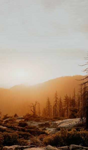Sequoia National Forest, California, USA Wallpaper 600x1024