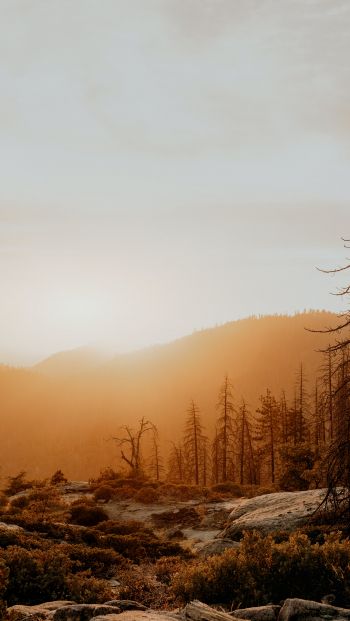 Sequoia National Forest, California, USA Wallpaper 640x1136