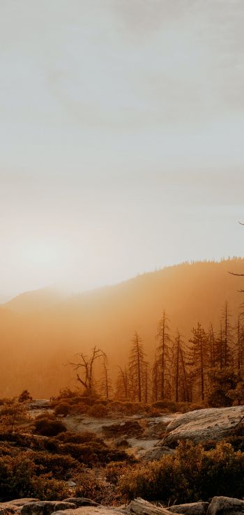 Sequoia National Forest, California, USA Wallpaper 1080x2280