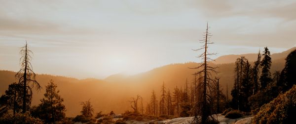 Sequoia National Forest, California, USA Wallpaper 2560x1080