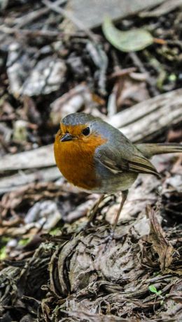 bird, of nature Wallpaper 640x1136