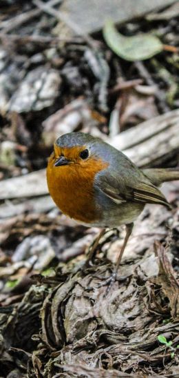 bird, of nature Wallpaper 1080x2280